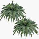 48" Artificial Ferns for Outdoors Large, 2 Packs Fake Ferns, Realistic & UV Resistant Faux Fern for Porch Windowsill Garden Planter Home Indoors Office Decor, Potted or Hanging (67 Leaves/Stem)