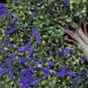 HyeFlora 26'' Artificial Topiary Boxwood Ball Trees with Lavender 2 Pack Fake Plants for Outdoor Indoor Artificial Shrubs with Ground Spike UV Resistant Fake Bushes for Front Porch Garden (Purple)