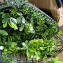 ODTORY Artificial Plant Wall Roll: 60 X 120 in (50 sqft) UV-Anti Ivy Privacy Fence Screen Faux Greenery Panels Backdrop Boxwood Ivy Vine Leaf Hedge for Indoor Outdoor Green Decor