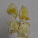 Set of 6 Realistic Yellow Furry Baby Chicks Lifelike Fur Farm Animal Spring Barnyard Photo Props Easter Basket Decoration Store Home Plush Chickens Ornaments