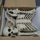 84Inches/7Ft Mermaid Halloween Life Size Skeleton Pose-N-Stay Posable Movable Joints Hanging for Halloween Decoration Decor Spooky Scene Party Favors