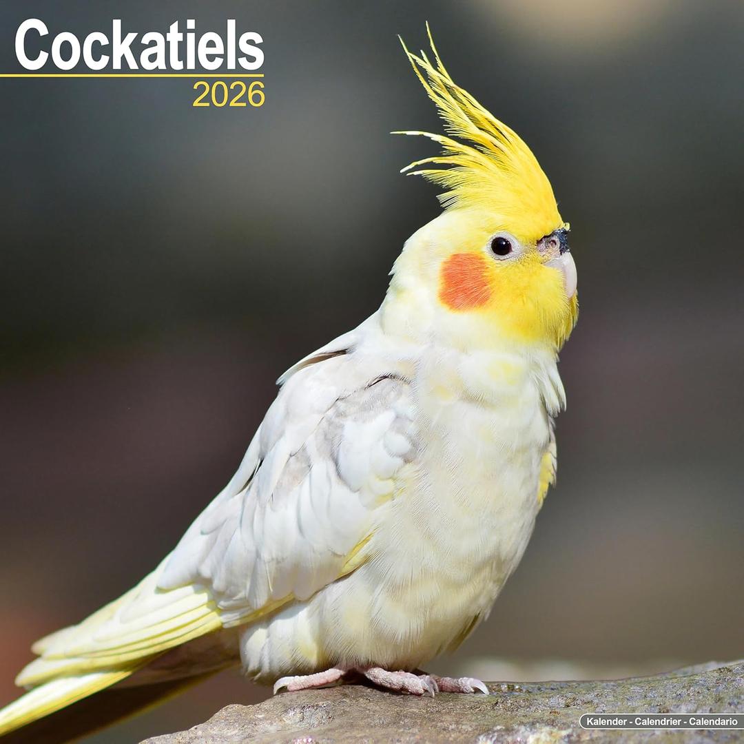 Cockatiels 2026 Calendar | Square Wall Calendar | Bird Gift | Plastic Free Packaging | by Avonside Publishing