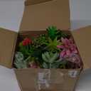 WILLBOND 100 Pcs Succulents Plants Artificial Fake Succulents Bulk Artificial Succulents Unpotted Realistic Plants Assorted Textured Succulent Succulent Plastic Cactus Stems Decoration (Fresh Style)