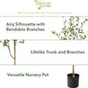 Nearly Natural 6.5ft Minimalist Artificial Citrus Tree with Bendable Branches for Indoor Home Decor, Faux Greenery Plant in Nursery Planter