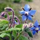 5 x Seeds Borage Starflower Cucumber Grass Annual Herb Indoor Non GMO Heirloom