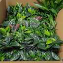 ODTORY Artificial Grass Boxwood Hedges Wall Panels: 40" x 40" (11.5 sqft) UV-Anti Faux Greenery Fake Ivy Leaves Privacy Fence Screen Backdrop for Garden Covering Privacy, Outdoor Indoor Decor