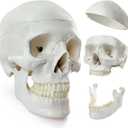 HADWYN 2025 New Human Skull Model, Life Size Medical Anatomy Anatomical Adult Model with Removable Skull Cap and Articulated Mandible, Full Set of Teeth