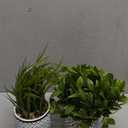 Winlyn Set of 2 Artificial Potted Plants Potted Eucalyptus Plant Artificial Grass in Modern Concrete Plant Pots Outdoor