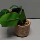 Artificial Rubber Tree - Tall Faux Ficus Elastica Plant with Pot - Small Indoor Fake Tree for Home, Office, Living Room, Floor Decor, Tropical Artificial Plant for Modern Room Styling Light Color