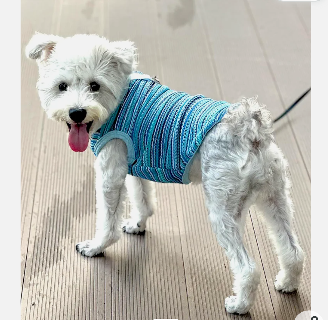 Breathable Dog Mesh Clothes with Loop, Lightweight Pet Shirt for Walking and Travel, Stylish Spring Summer Outfit for Small Dogs, Blue, L