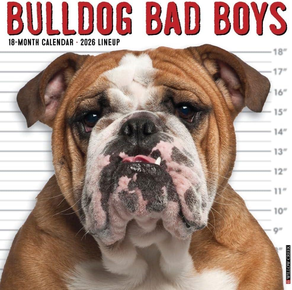 Willow Creek Press, Bulldog Bad Boys 2026 Wall Calendar, 12'' X 12'', 18-Month Calendar with Stapled Binding