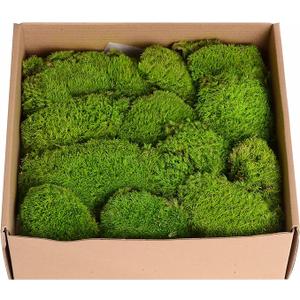 Preserved Moss Pole Decorative Moss for Crafts, Art, Wall Decor,Yellow Green Moss