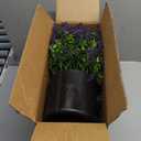 Artificial Boxwood Topiary Ball with Lavender - Set of 2 for Front Porch Decoration,Fake Bushes Potted Plants Faux Greenery Tree UV Resistant for Outdoor Indoor Garden Farmhouse Home Decor (Purple)