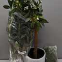 Artificial Fake Olive Tree 5FT Tall 1Pack Faux Silk Olive Tree for Home Living Room Office Decor Faux Artificial Plants Indoor Fake Potted Plants with Fruit & Free Moss