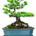 vensovo Ceramic Bonsai Pots with Drainage Hole and Saucer - 10.5 Inch Rectangular Glazed Shallow Planter for Bonsai Trees and Succulents(Blue)