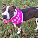 Max and Neo Dog Bandanas - We Donate 1 for 1 to Dog Rescues for Every Product Sold (5 Pack, Needs Space) (Red)