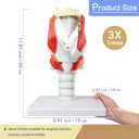 HADWYN 3X Anatomy Larynx Functional Model, 12.1"L x 8.1"W
