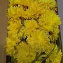 Kimura's Cabin 20pcs Fake Chrysanthemum Artificial Flowers Faux Silk Mums with Stem Balls Flowers for Vase Fillers Easter Home Table Floral Arrangements Wedding Party DIY Decoration(Yellow)