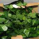 CQURE 72 Pack 504Ft Artificial Ivy Fake Vines,Ivy Garland Greenery Garland Fake Hanging Plants Vines Aesthetic Green Leaves for Bedroom Wedding Party Garden Wall Room Decor