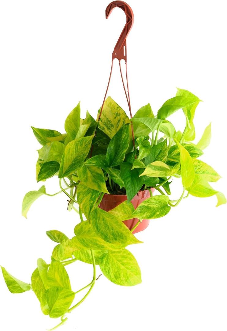 Shop Succulents Rare Pothos Neon Queen, Live Indoor Plant, Low Maintenance Houseplant with Vibrant Neon Green and White Variegated Leaves, Home Decor, Office Plant, 6 Inch Nursery Pot