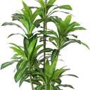Artificial Plants 6Ft Dracaena Fragrans Faux Trees with 8 Heads Fake Tree for Home Decor Indoor or Outdoor Office Decoration Housewarming Gift