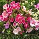 8 x 300+ Seeds Satin Flower Mix Godetia Clarkia - Flower Multicolor