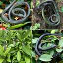8 Pieces Large Realistic Rubber Snake Toys Fake Black Plastic Snakes That Look Real for Garden Props to Keep Birds Away, April Fools Day Prank Stuff Halloween Scary Toys, Large, Medium