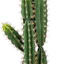 51 Inch Tall Artificial Cactus, Realistic Faux Cactus Plant with White Planter, 4.3Ft Fake Cactus Tree for Indoor & Outdoor Home Office Decor, Low Maintenance