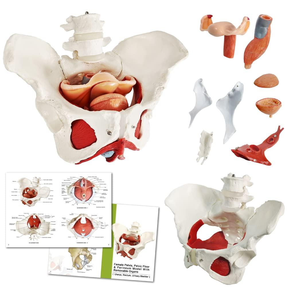 Female Pelvis Model with Pelvic Floor Muscles Perineal Model Female Anatomy Model 1:1 Life Size Human Skeleton Medical Science Educational Equipment Anatomy Medicine