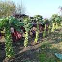Seeds Brussels Sprouts Long Island/Green Cabbage/Non GMO/Heirloom