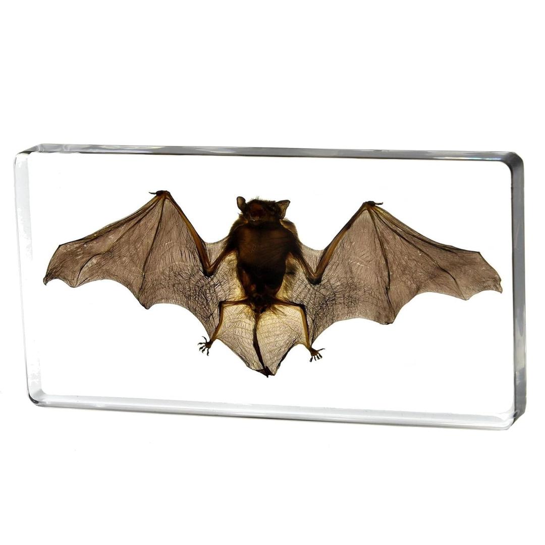 Super Large Taxidermy Bat, Preserved Bats, Real Animal Bat Specimen in Resin for Closer-Look & Study, Novelty Classroom Science Education, for Home Office Display Decor Ornament (8x3.5x1.6-inch)