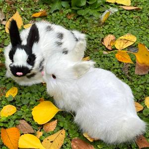 Pack of 2 Realistic Furry White Panda Rabbits Figurines Simulation Farm Animal Models Home Decoration Lifelike Easter Bunnies Statue Photography Props Spring (White+Black&White)