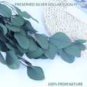 Preserved Dried Eucalyptus Stems, Blue Real Greenery Branches, 4-10 PCS Silver Dollar Leaves for Vase Filler, 14-17'' Fresh Eucalyptus Garland Plant for Wreath Wedding Home Farmhouse Party Decor