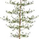 Artificial Black Olive Tree 7ft - Shady Lady Real Wood Trunk Faux Olive Trees Indoor Outdoor Decor - Modern Aesthetic Tall Fake Plants with Pot for Home Living Room Patio Floor