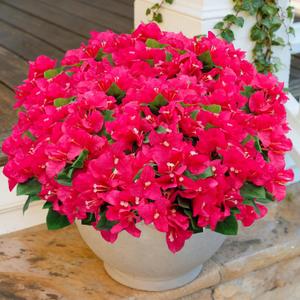 8 Bundles Artificial Flowers for Outdoors UV Resistant Fake Bougainvillea Silk Flower Faux Plants for Porch Balcony Patio Garden Home Decor (Rose Red)