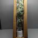 5Ft Artificial Birch Tree, Green Birch Tree for Indoor, Fake Potted Ficus Tree with Silk Leaves for Home Office Living Room Decor (7in)