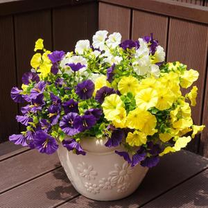 Artificial Flowers for Outdoors, UV Resistant Fake Silk Morning Glory, Realistic Faux Plants for Outside Porch Patio Window Box Hanging Planter (12, Purple White Yellow)