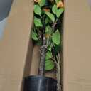 43.3"/3.6FT Artificial Tree with Camellia Flowers Fake Fall Tree with 32 Blooming Flowers Orange Tree for Autumn Home Front Door Outdoor Indoor Decor (Including Dried Moss)