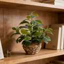 15" Artificial Broad Leaf Potted Plant in Handwoven Seagrass Basket Planter Small Tabletop Fake Plant for Indoor Home Office Shelf Desk Decor