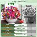 MARTINE MALL 12 Bundles Look Real Artificial Flowers for Outdoors, Realistic Fake Outdoor Flowers, UV Resistant Silk Petunia Flowers for Outside Faux Flowers Plants for Outdoor Porch, Mix Colors