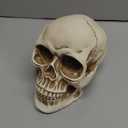READAEER Resin Skull, Human Head Model for Home Decoration, Halloween Statue, Skull Model for Bookshelf and Desktop (White)