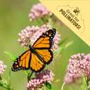 Back to the Roots Heirloom Organic, Non-GMO & USA Grown Seeds, 30ct Herb, Fruit, and Veggies, Assortment May Vary, Guaranteed to Grow