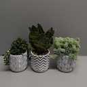 Winlyn Set of 3 Artificial Potted Succulent Plants Faux Snake Plant Hops String of Pearls in Black White Geometric Planter Small Fake Desk Plants for Kitchen Bathroom Shelf Desk Table Windowsill Decor (White Pots With Pattern)