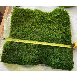 Preserved Sheet Moss Natural Green Decorative Real Natural Green DIY Kit Gardenning Art Wall Decor Florist Decor Easter Table Decor Wedding 2 sq.ft.Green-B