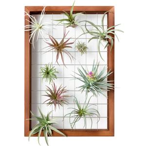 Mkono Air Plant Frame Hanging Airplant Holder Tillandsia Display Hanger Wooden Shelf Wall Decor for House Plants, Succulent, Christma Gifts for Plant Lovers, 16" (Plant Not Included)