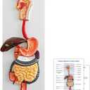 JNMFTD Human Digestive System Anatomy Model,Life Size 2 part Removable Stomach Nasal cavity Pharynx Liver Stomach Rectum Intestine with Product Manual Card Labeled Numbered for Medical Education Study