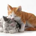 5.13 Inch Sleeping Tabby Kittens Decorative Figurine, Orange and Gray
