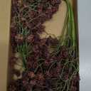 Thiccywoov 6 Pcs Plum Faux Berry Stems Artificial Dusty Sedum Berry Stems Picks Branches Faux Spray for DIY Holiday Farmhouse Home Mantel Harvest Decorations (16 Inch) (Vase Not included)