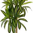 Warmplants Artificial Dracaena Tree, 5ft Tall Fake Dracaena Plant with Basket, Indoor Outdoor Faux Topiary Yucca Trees for Office Home Living Room Porch Patio Dcor