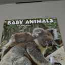 TURNER PHOTOGRAPHIC Baby Animals 12x12 Photo Wall Calendar (26998940006)
